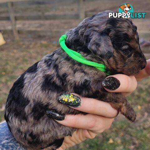 POODLES PUREBRED REG MDBA...Toy & Mini - Blue Phantom Merle, Brown, Apricot Merle Abstract, Red.