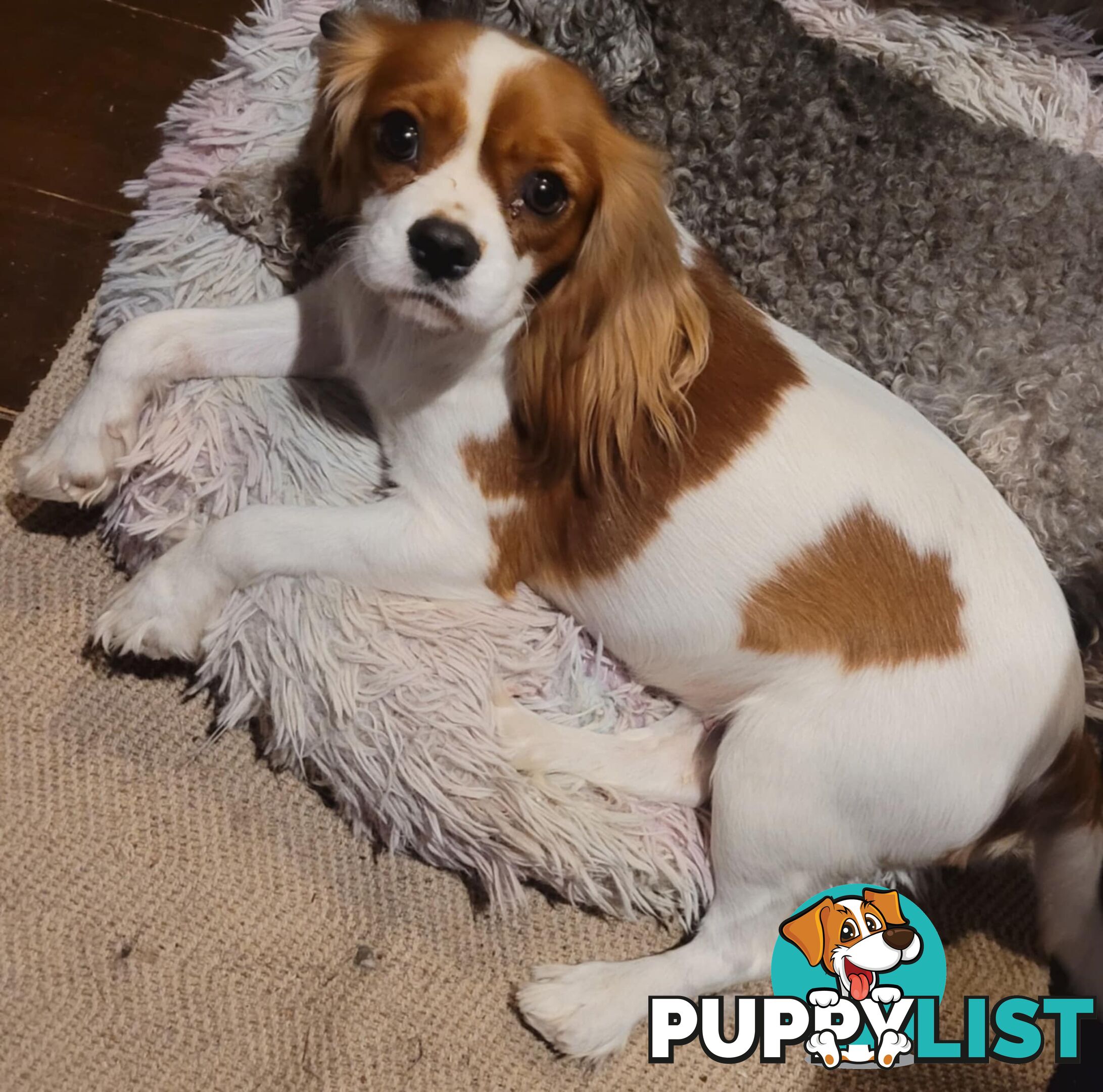 * CAVALIER KING CHARLES SPANIEL registered chocolate carrier female pups and 2 young adults *