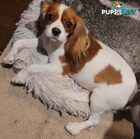 * CAVALIER KING CHARLES SPANIEL registered chocolate carrier female pups and 2 young adults *
