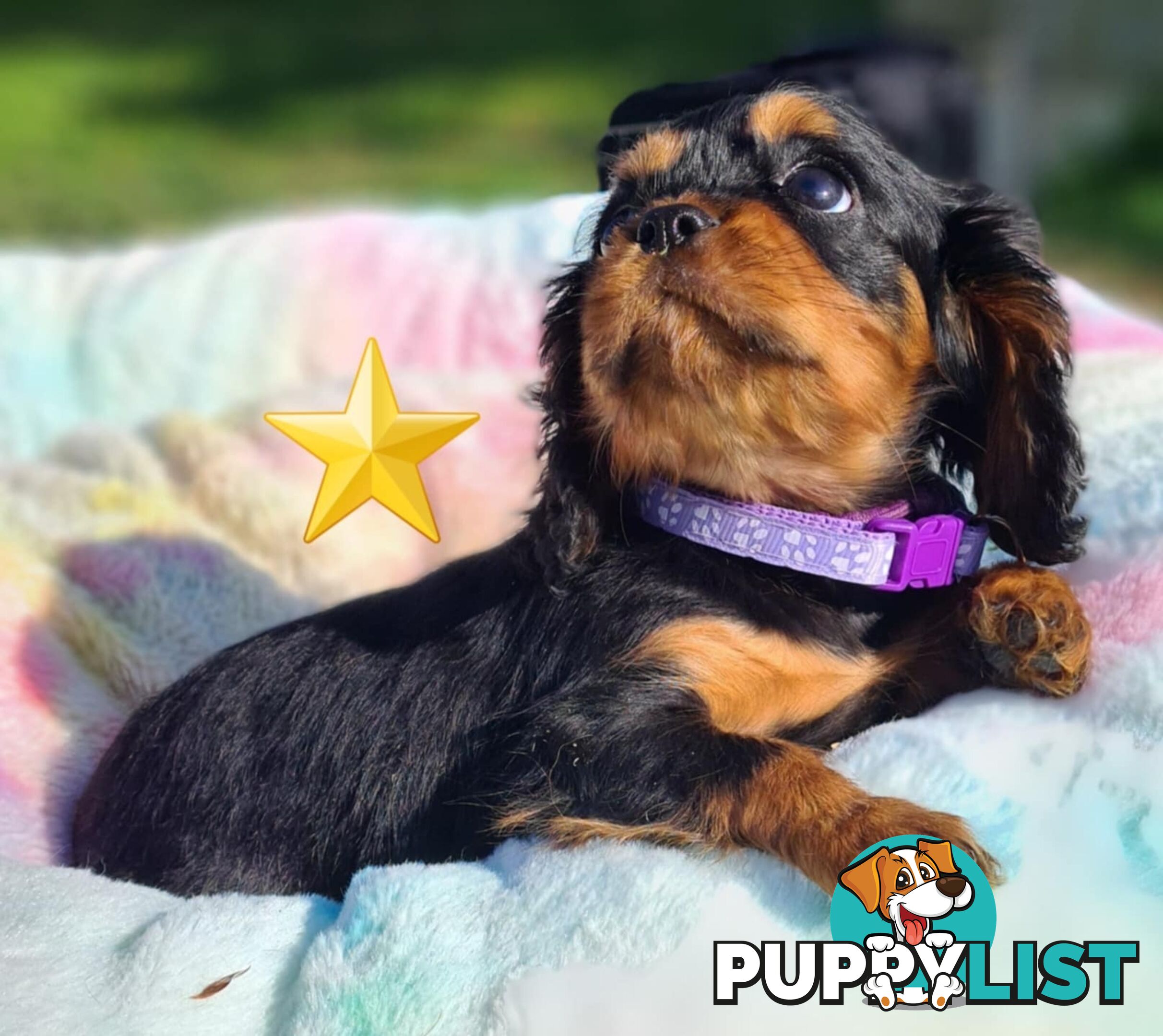 * CAVALIER KING CHARLES SPANIEL registered chocolate carrier female pups and 2 young adults *