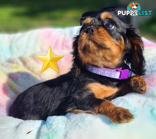 * CAVALIER KING CHARLES SPANIEL registered chocolate carrier female pups and 2 young adults *