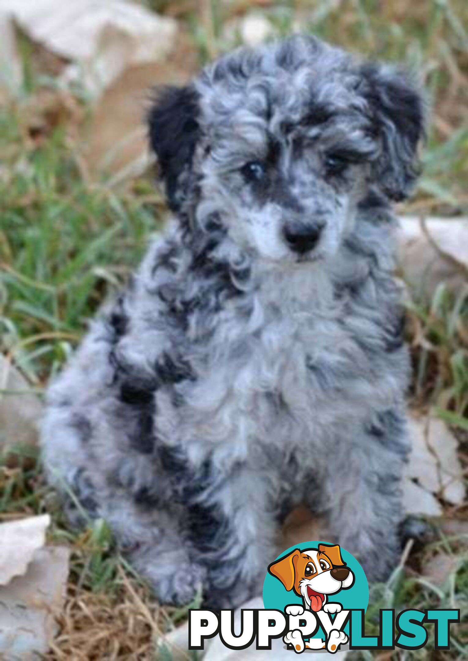 POODLES PUREBRED REG MDBA...Toy & Mini - Merle, .Brown Parti, Apricot Parti, Sable, Red.