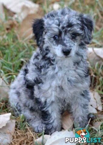 POODLES PUREBRED REG MDBA...Toy & Mini - Merle, .Brown Parti, Apricot Parti, Sable, Red.