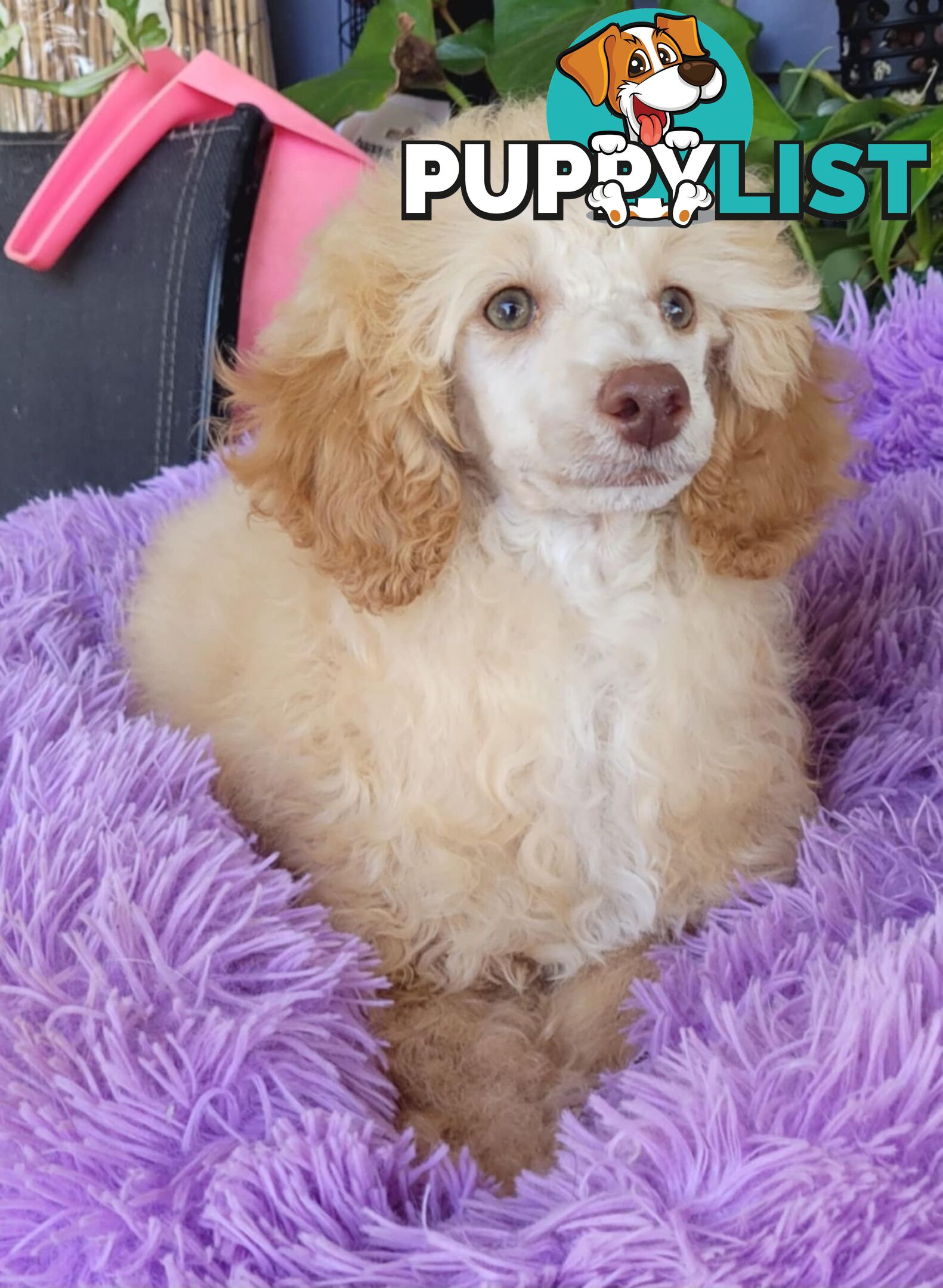 POODLES PUREBRED REG MDBA...Toy & Mini - Blue Phantom Merle, Brown, Apricot Merle Abstract, Red.