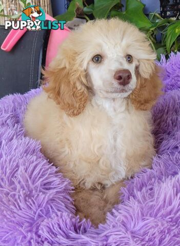 POODLES PUREBRED REG MDBA...Toy & Mini - Blue Phantom Merle, Brown, Apricot Merle Abstract, Red.