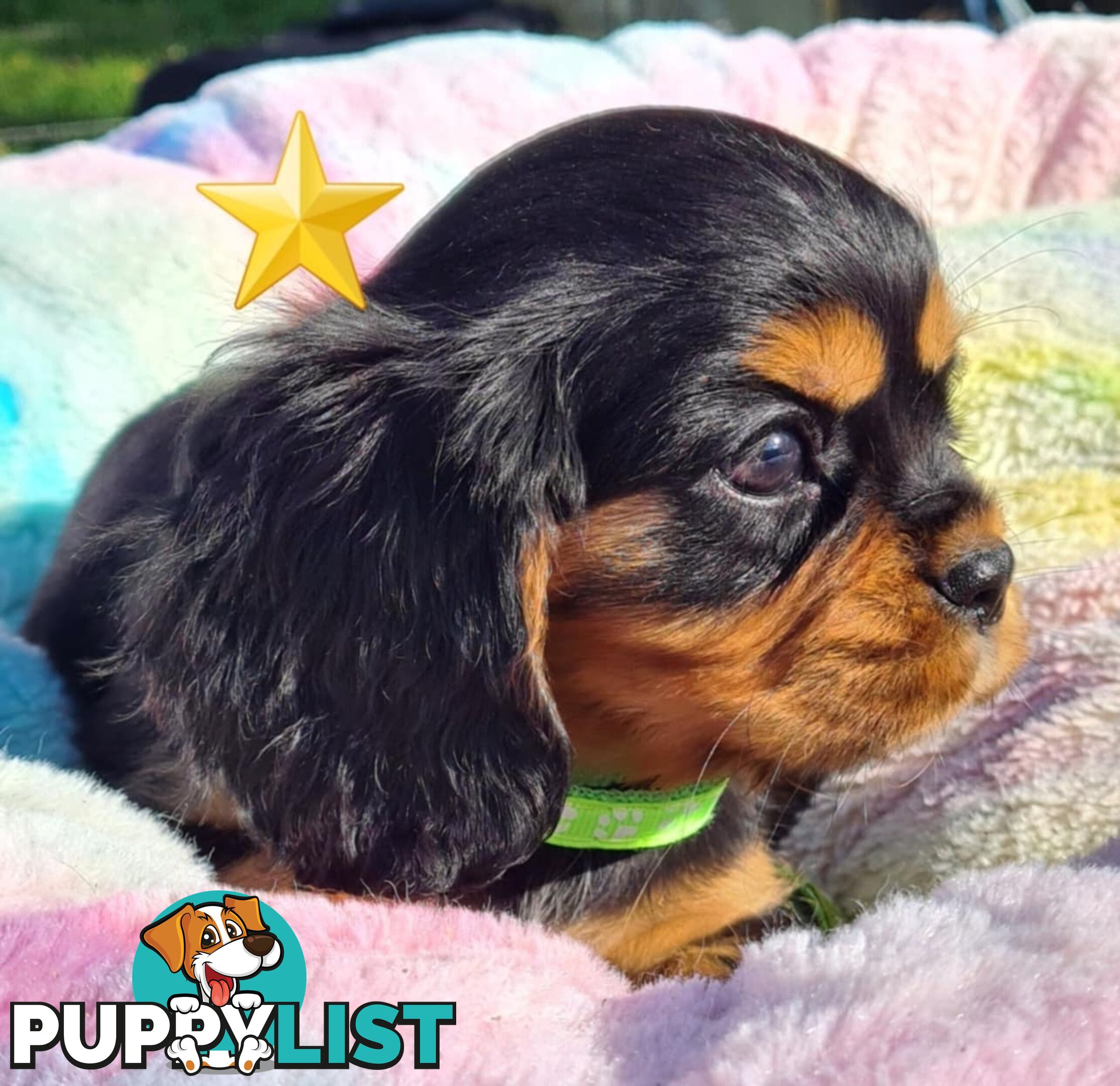 * CAVALIER KING CHARLES SPANIEL registered chocolate carrier female pups and 2 young adults *