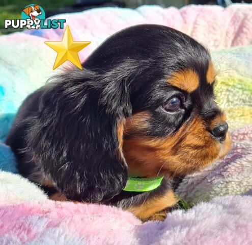 * CAVALIER KING CHARLES SPANIEL registered chocolate carrier female pups and 2 young adults *