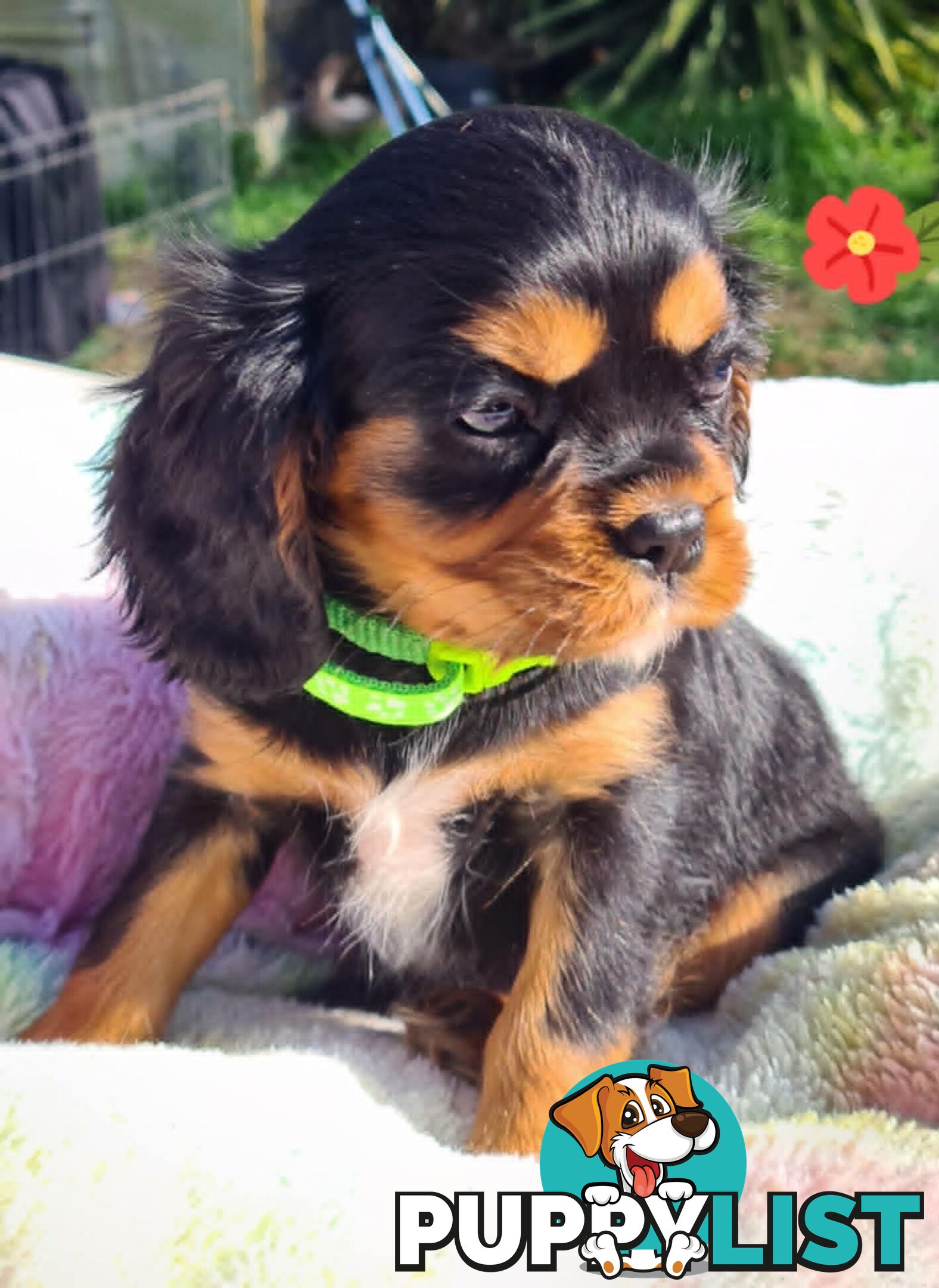* CAVALIER KING CHARLES SPANIEL registered chocolate carrier female pups and 2 young adults *