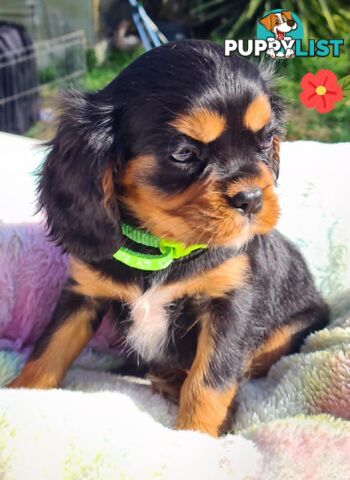 * CAVALIER KING CHARLES SPANIEL registered chocolate carrier female pups and 2 young adults *