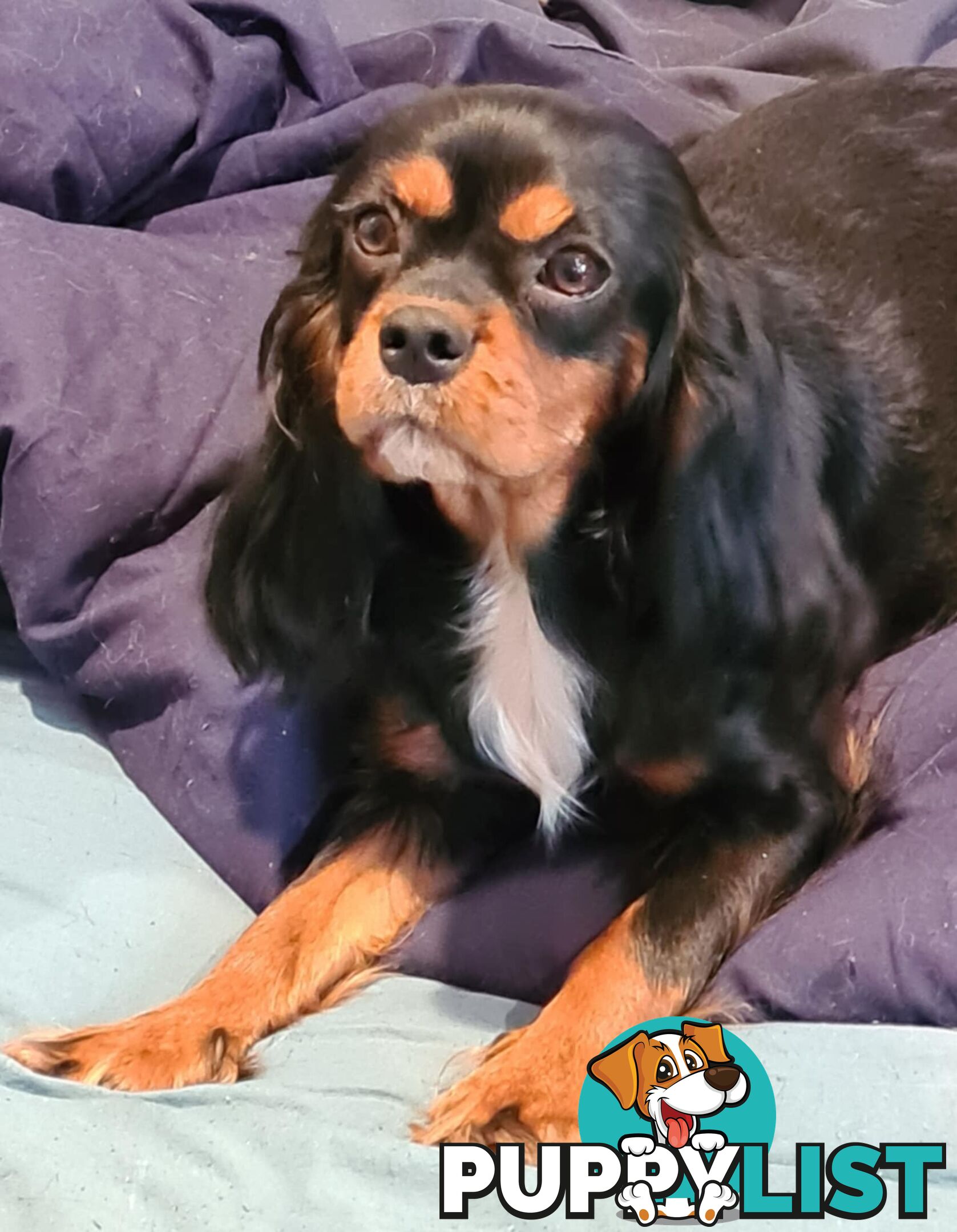 * CAVALIER KING CHARLES SPANIEL registered chocolate carrier female pups and 2 young adults *