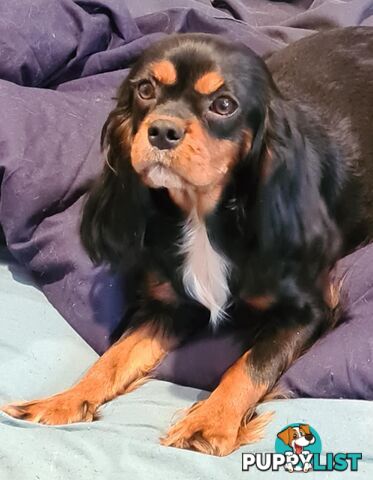 * CAVALIER KING CHARLES SPANIEL registered chocolate carrier female pups and 2 young adults *