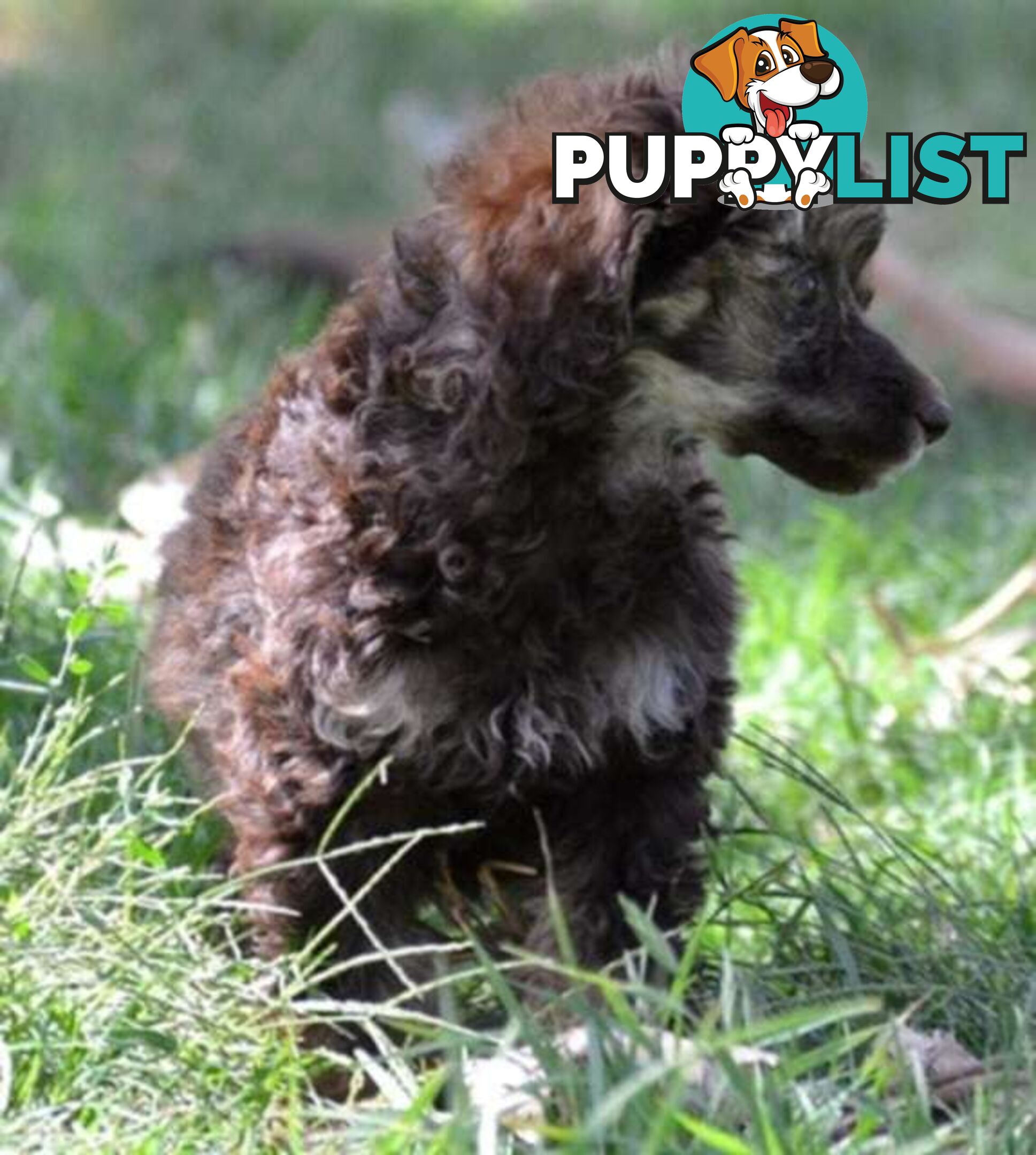 POODLES PUREBRED REG MDBA...Toy & Mini - Merle, .Brown Parti, Apricot Parti, Sable, Red.