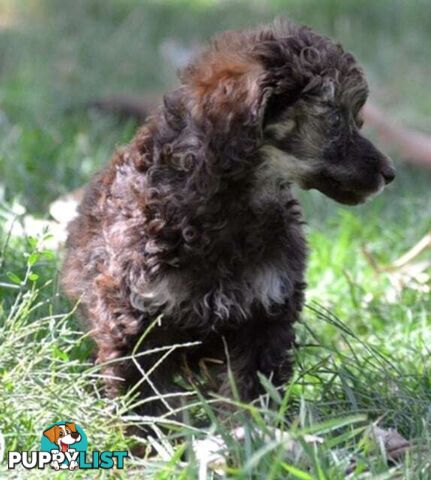 POODLES PUREBRED REG MDBA...Toy & Mini - Merle, .Brown Parti, Apricot Parti, Sable, Red.