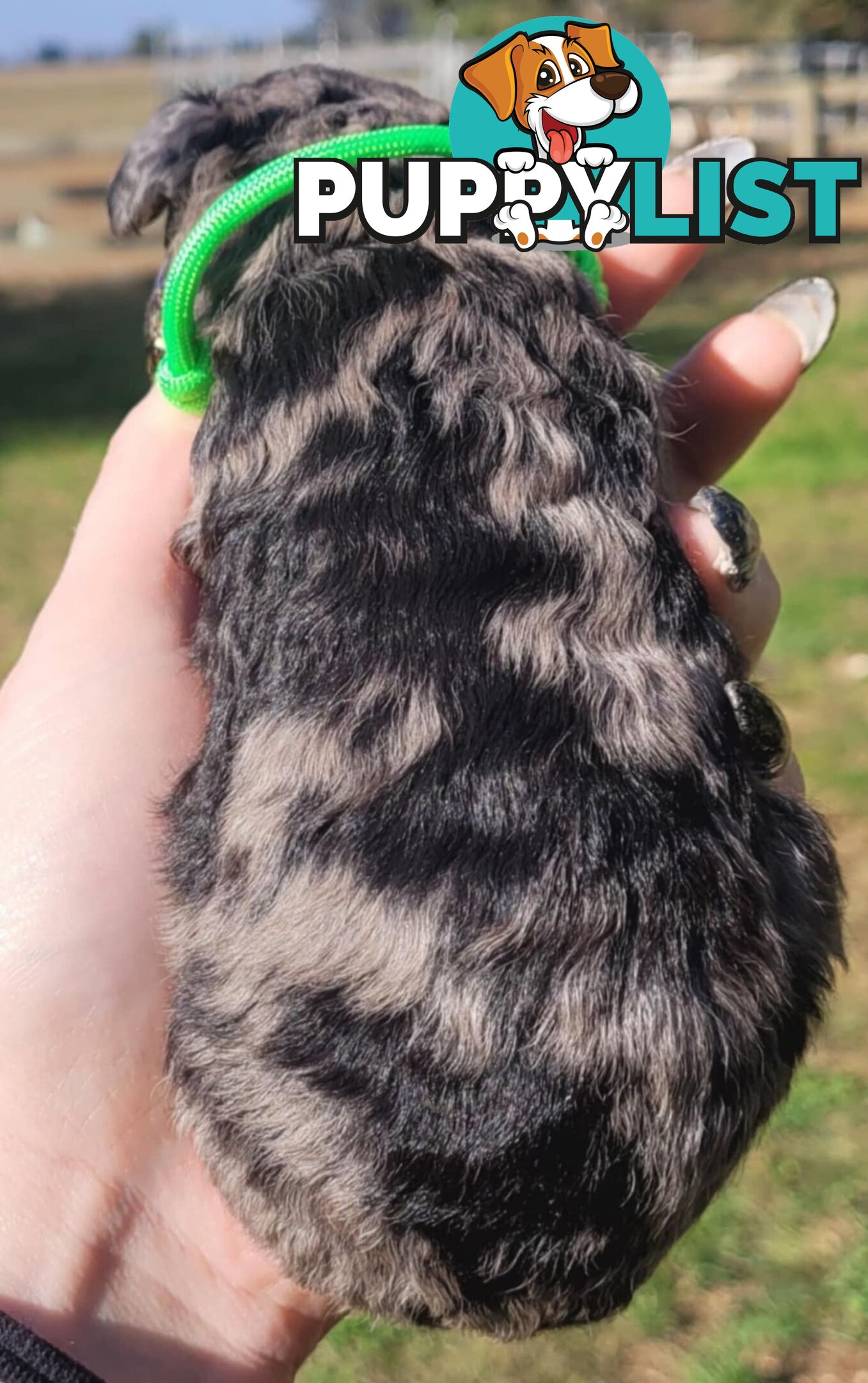 POODLES PUREBRED REG MDBA...Toy & Mini - Blue Phantom Merle, Brown, Apricot Merle Abstract, Red.