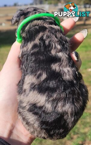 POODLES PUREBRED REG MDBA...Toy & Mini - Blue Phantom Merle, Brown, Apricot Merle Abstract, Red.
