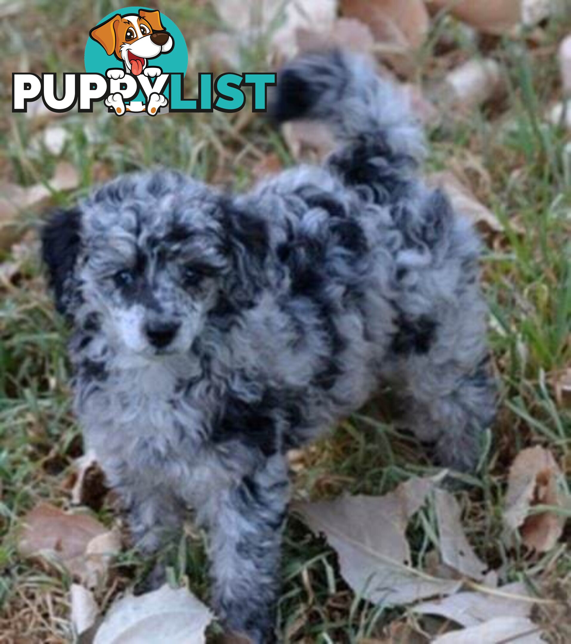 POODLES PUREBRED REG MDBA...Toy & Mini - Merle, .Brown Parti, Apricot Parti, Sable, Red.