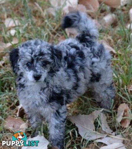 POODLES PUREBRED REG MDBA...Toy & Mini - Merle, .Brown Parti, Apricot Parti, Sable, Red.