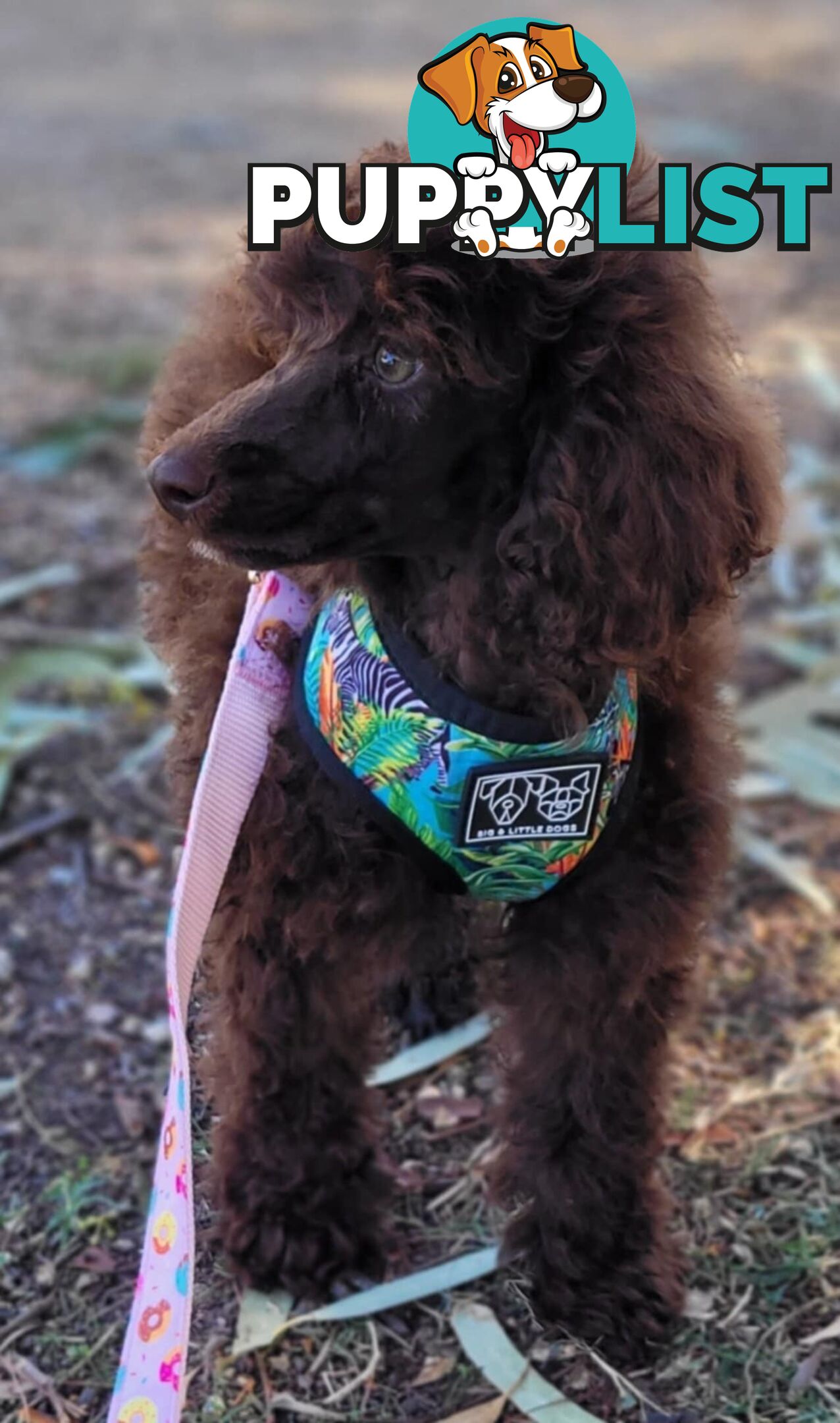 POODLES PUREBRED REG MDBA...Toy & Mini - Blue Phantom Merle, Brown, Apricot Merle Abstract, Red.