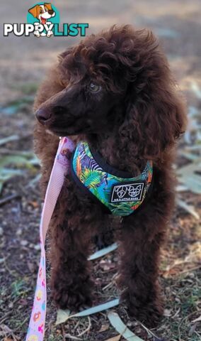 POODLES PUREBRED REG MDBA...Toy & Mini - Blue Phantom Merle, Brown, Apricot Merle Abstract, Red.