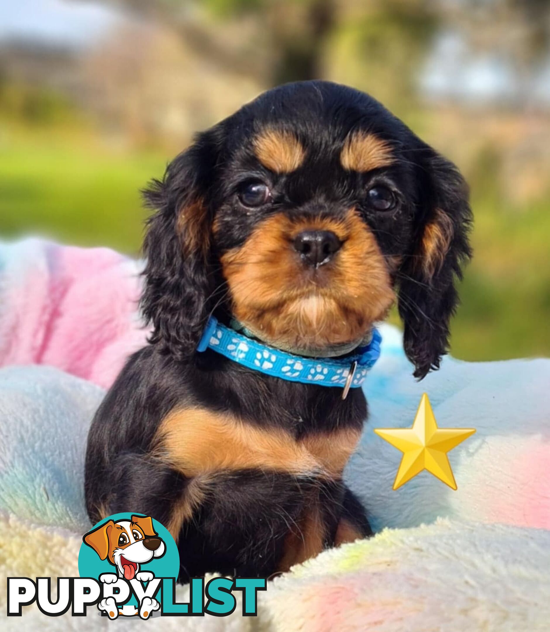 * CAVALIER KING CHARLES SPANIEL registered chocolate carrier female pups and 2 young adults *
