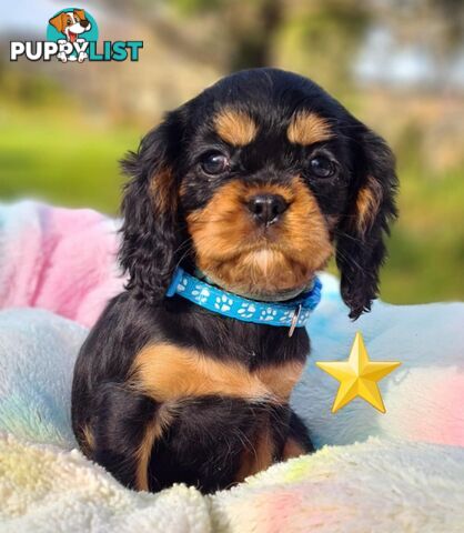 * CAVALIER KING CHARLES SPANIEL registered chocolate carrier female pups and 2 young adults *