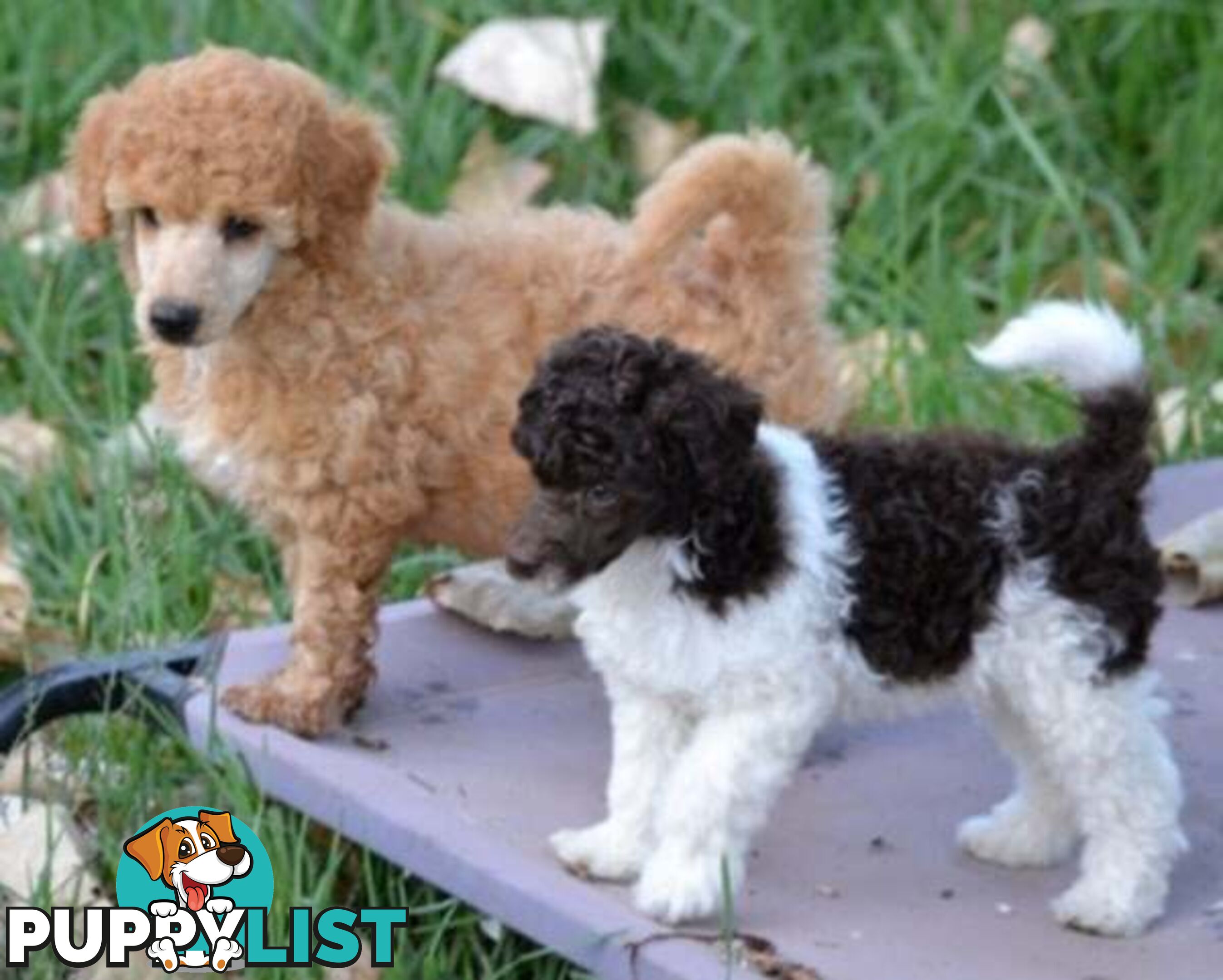 POODLES PUREBRED REG MDBA...Toy & Mini - Merle, .Brown Parti, Apricot Parti, Sable, Red.