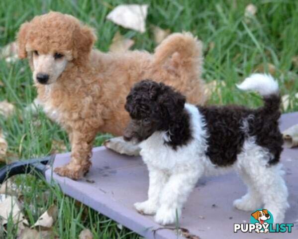 POODLES PUREBRED REG MDBA...Toy & Mini - Merle, .Brown Parti, Apricot Parti, Sable, Red.