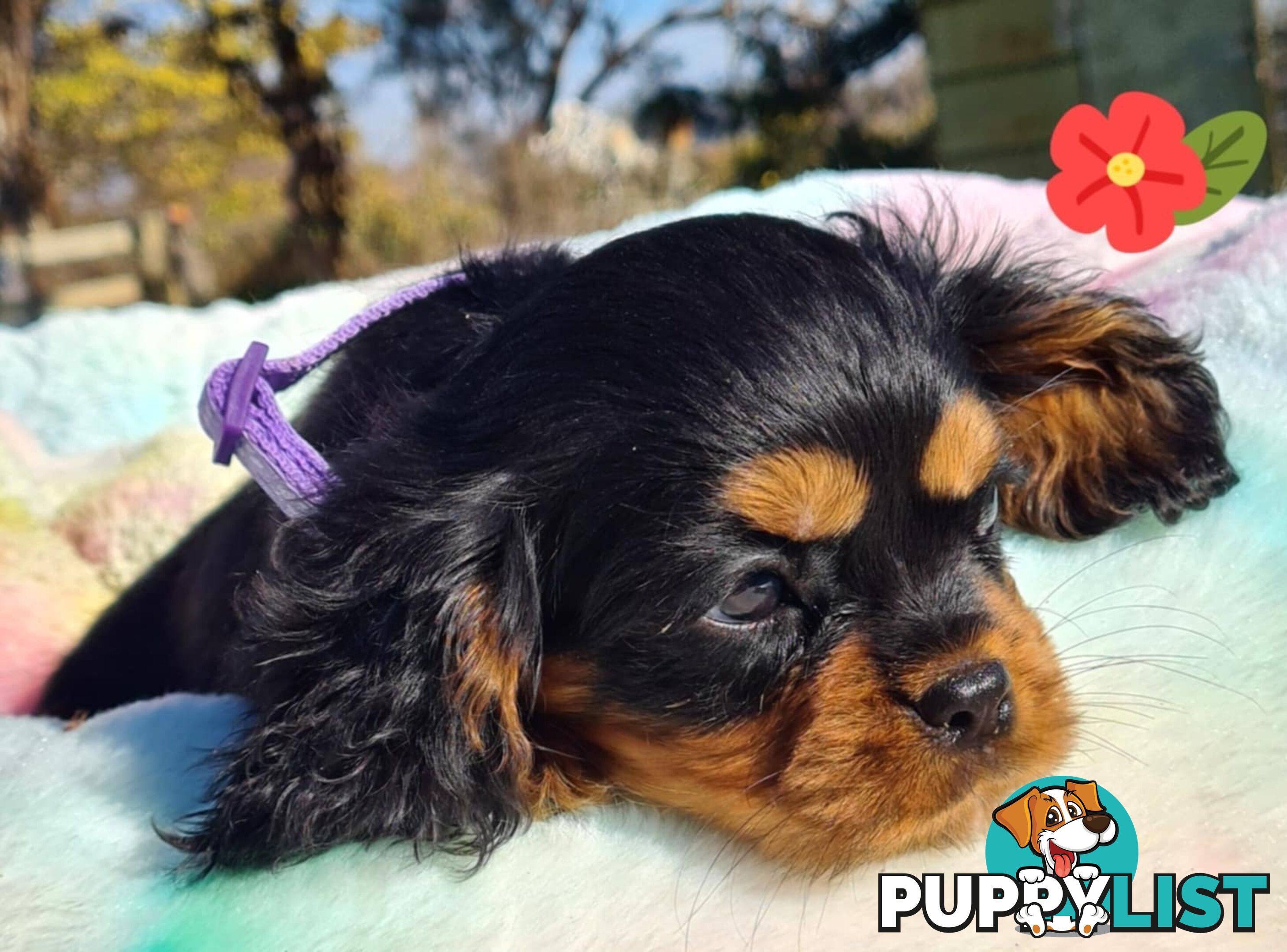 * CAVALIER KING CHARLES SPANIEL registered chocolate carrier female pups and 2 young adults *