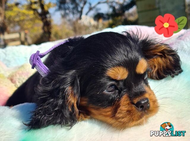 * CAVALIER KING CHARLES SPANIEL registered chocolate carrier female pups and 2 young adults *