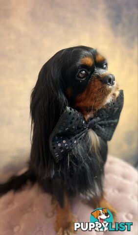 * CAVALIER KING CHARLES SPANIEL registered chocolate carrier female pups and 2 young adults *