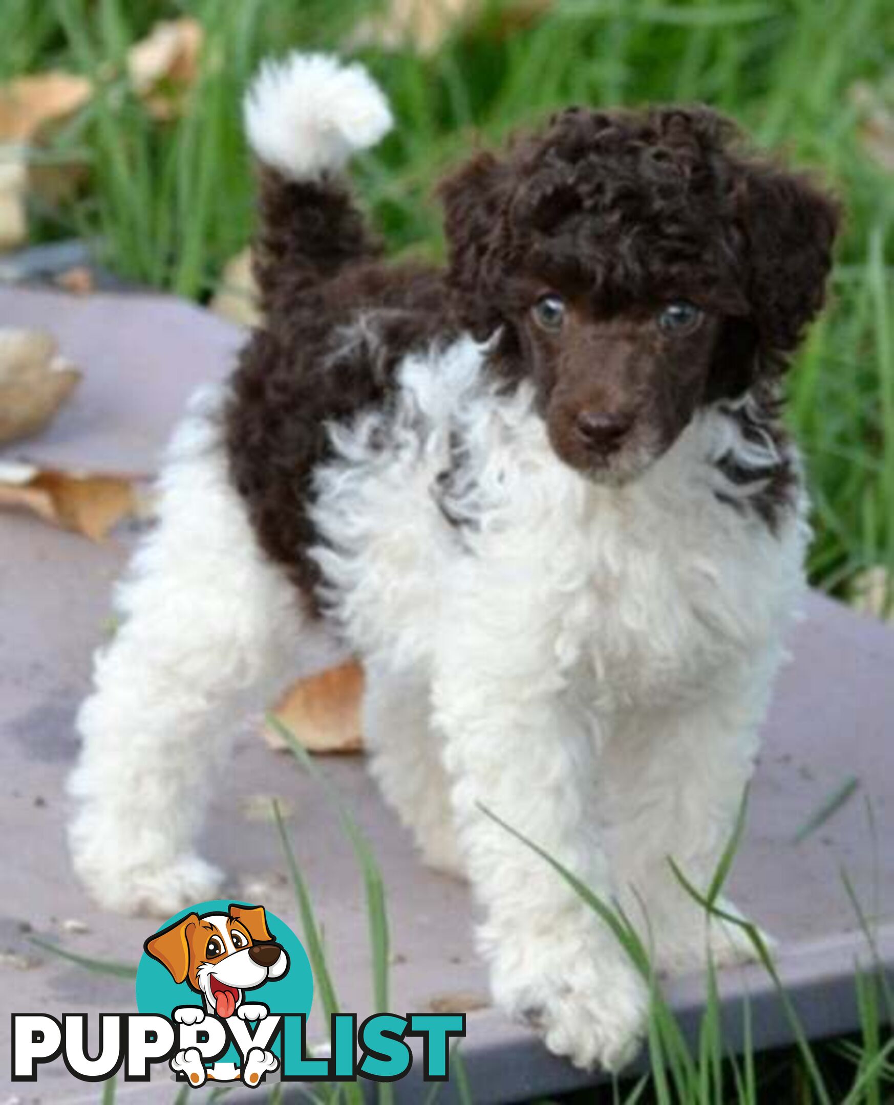 POODLES PUREBRED REG MDBA...Toy & Mini - Merle, .Brown Parti, Apricot Parti, Sable, Red.