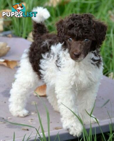 POODLES PUREBRED REG MDBA...Toy & Mini - Merle, .Brown Parti, Apricot Parti, Sable, Red.