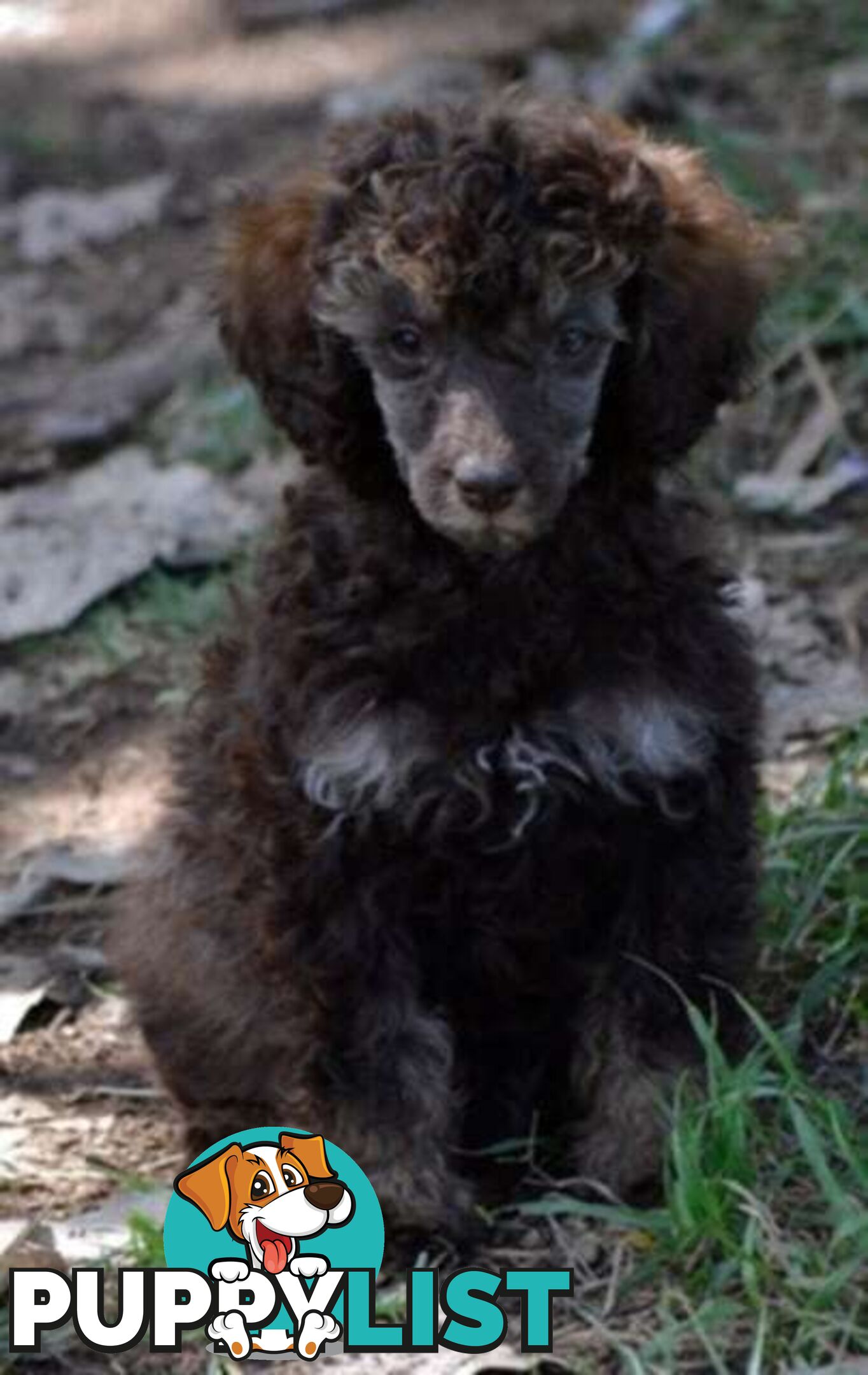 POODLES PUREBRED REG MDBA...Toy & Mini - Merle, .Brown Parti, Apricot Parti, Sable, Red.