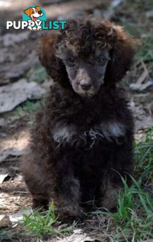 POODLES PUREBRED REG MDBA...Toy & Mini - Merle, .Brown Parti, Apricot Parti, Sable, Red.