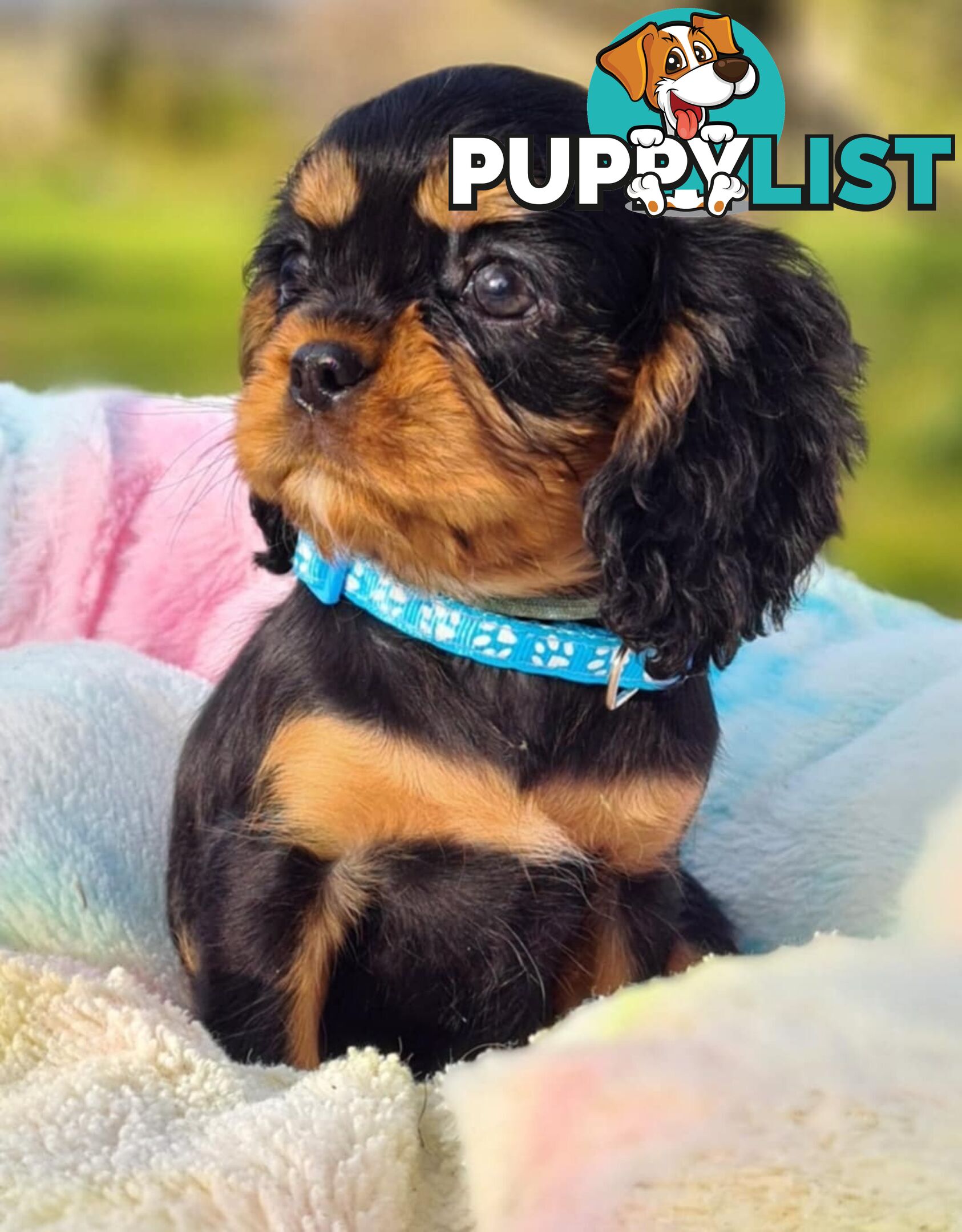 * CAVALIER KING CHARLES SPANIEL registered chocolate carrier female pups and 2 young adults *