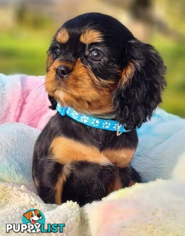 * CAVALIER KING CHARLES SPANIEL registered chocolate carrier female pups and 2 young adults *