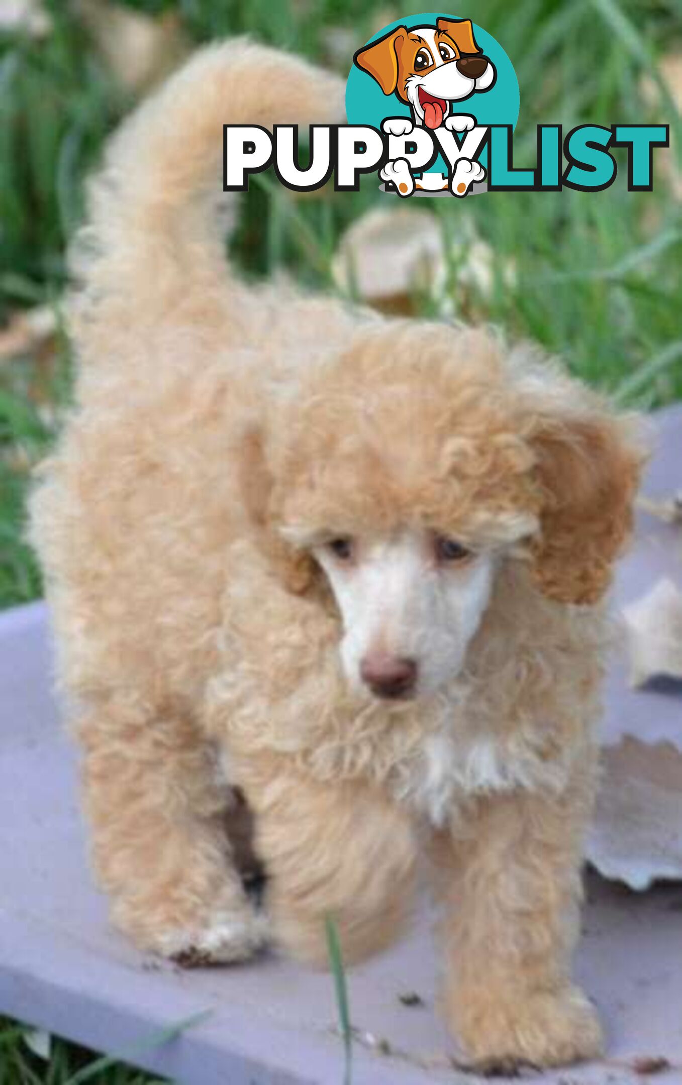 POODLES PUREBRED REG MDBA...Toy & Mini - Merle, .Brown Parti, Apricot Parti, Sable, Red.