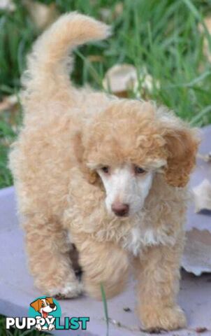 POODLES PUREBRED REG MDBA...Toy & Mini - Merle, .Brown Parti, Apricot Parti, Sable, Red.