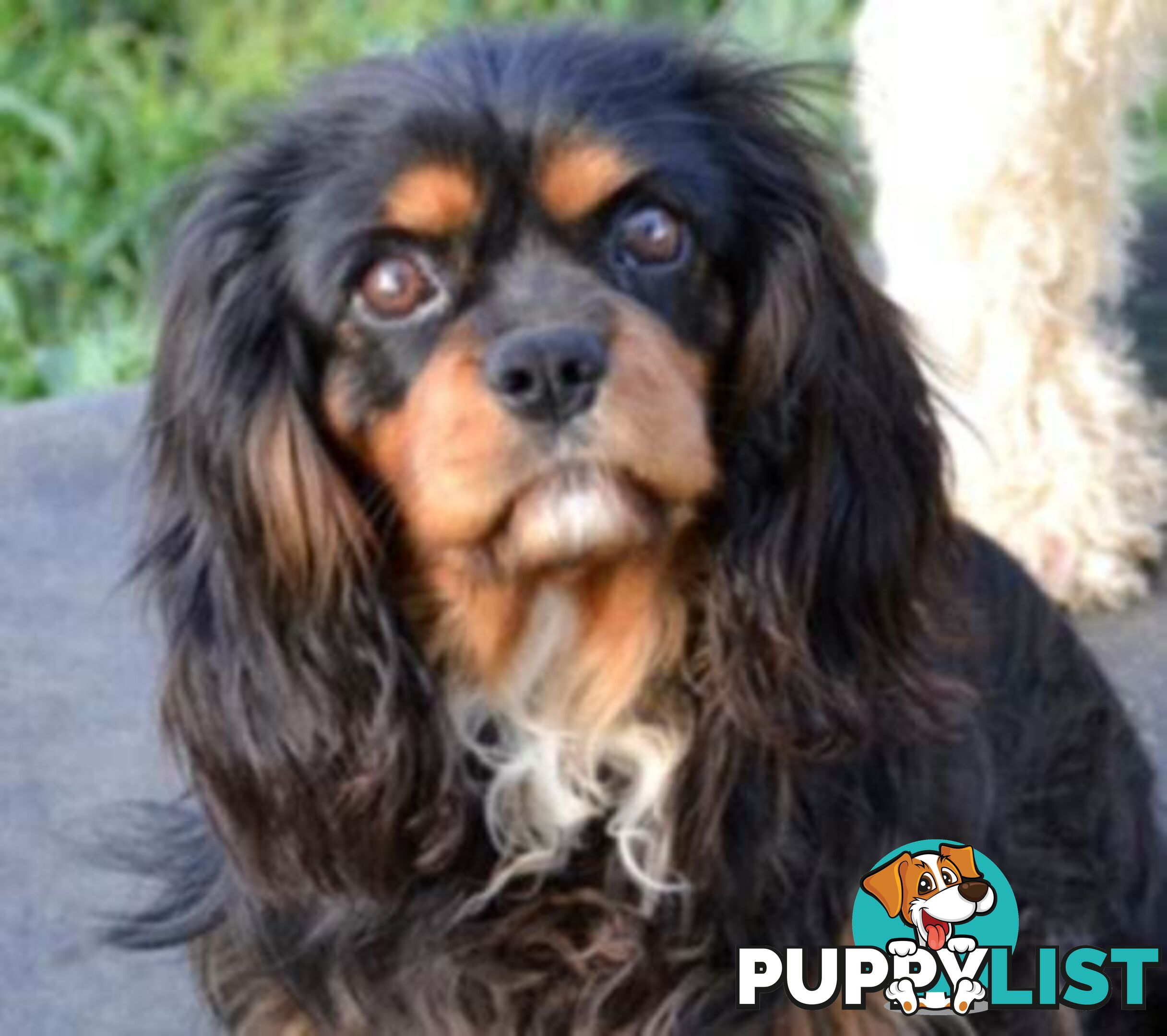 * CAVALIER KING CHARLES SPANIEL registered chocolate carrier female pups and 2 young adults *