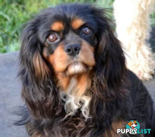 * CAVALIER KING CHARLES SPANIEL registered chocolate carrier female pups and 2 young adults *