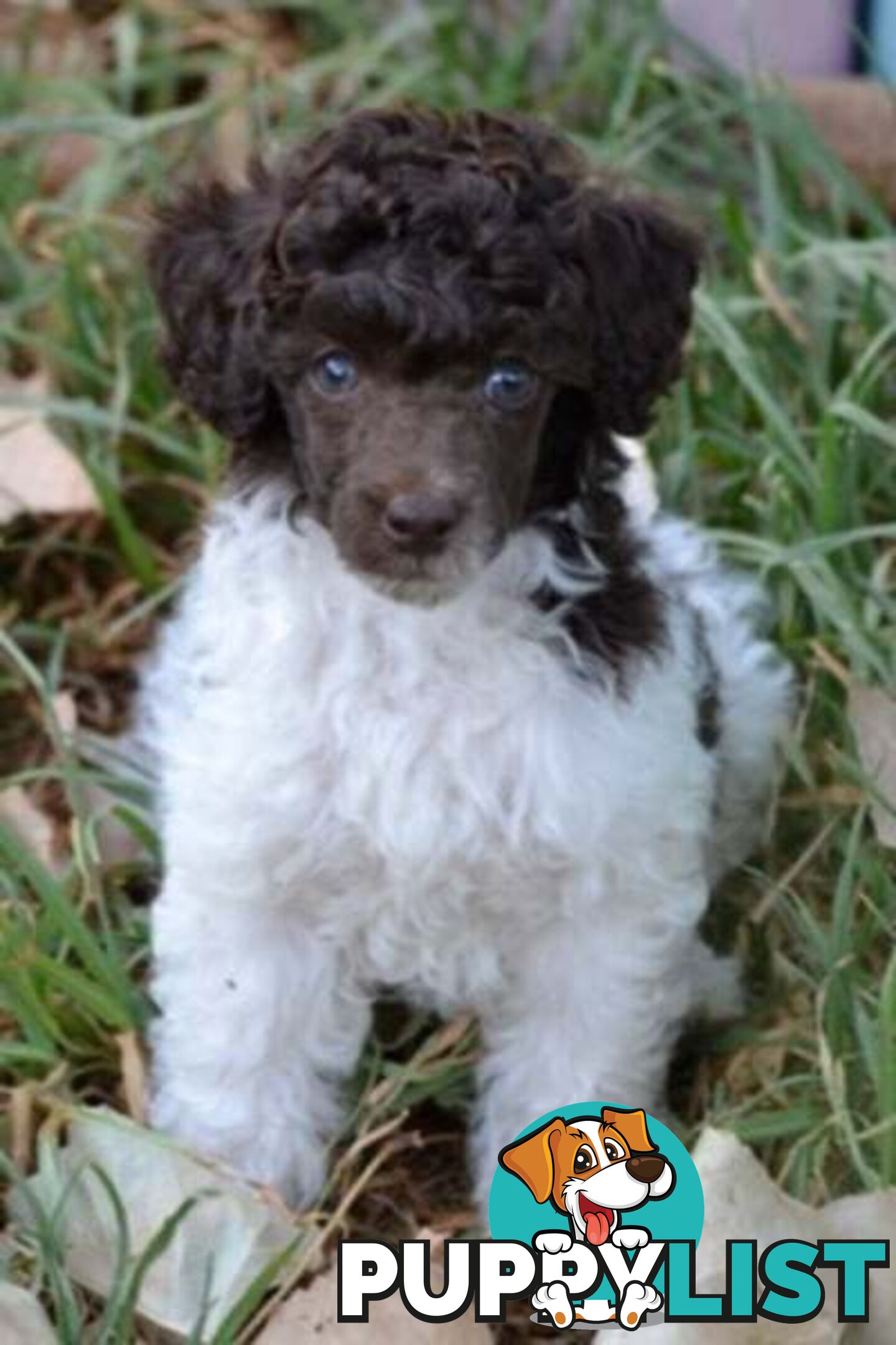 POODLES PUREBRED REG MDBA...Toy & Mini - Merle, .Brown Parti, Apricot Parti, Sable, Red.