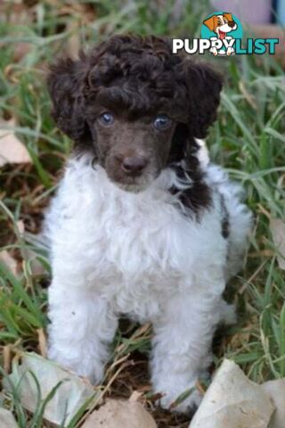 POODLES PUREBRED REG MDBA...Toy & Mini - Merle, .Brown Parti, Apricot Parti, Sable, Red.