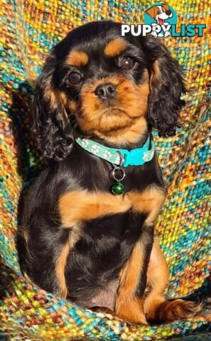 * CAVALIER KING CHARLES SPANIEL chocolate carrier girls & boys and a 2 yo blenheim girls *