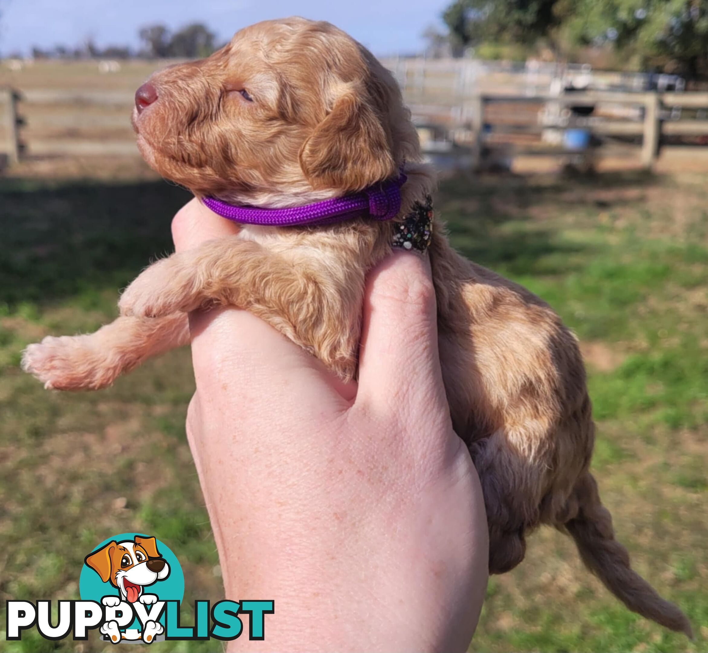 POODLES PUREBRED REG MDBA...Toy & Mini - Blue Phantom Merle, Brown, Apricot Merle Abstract, Red.