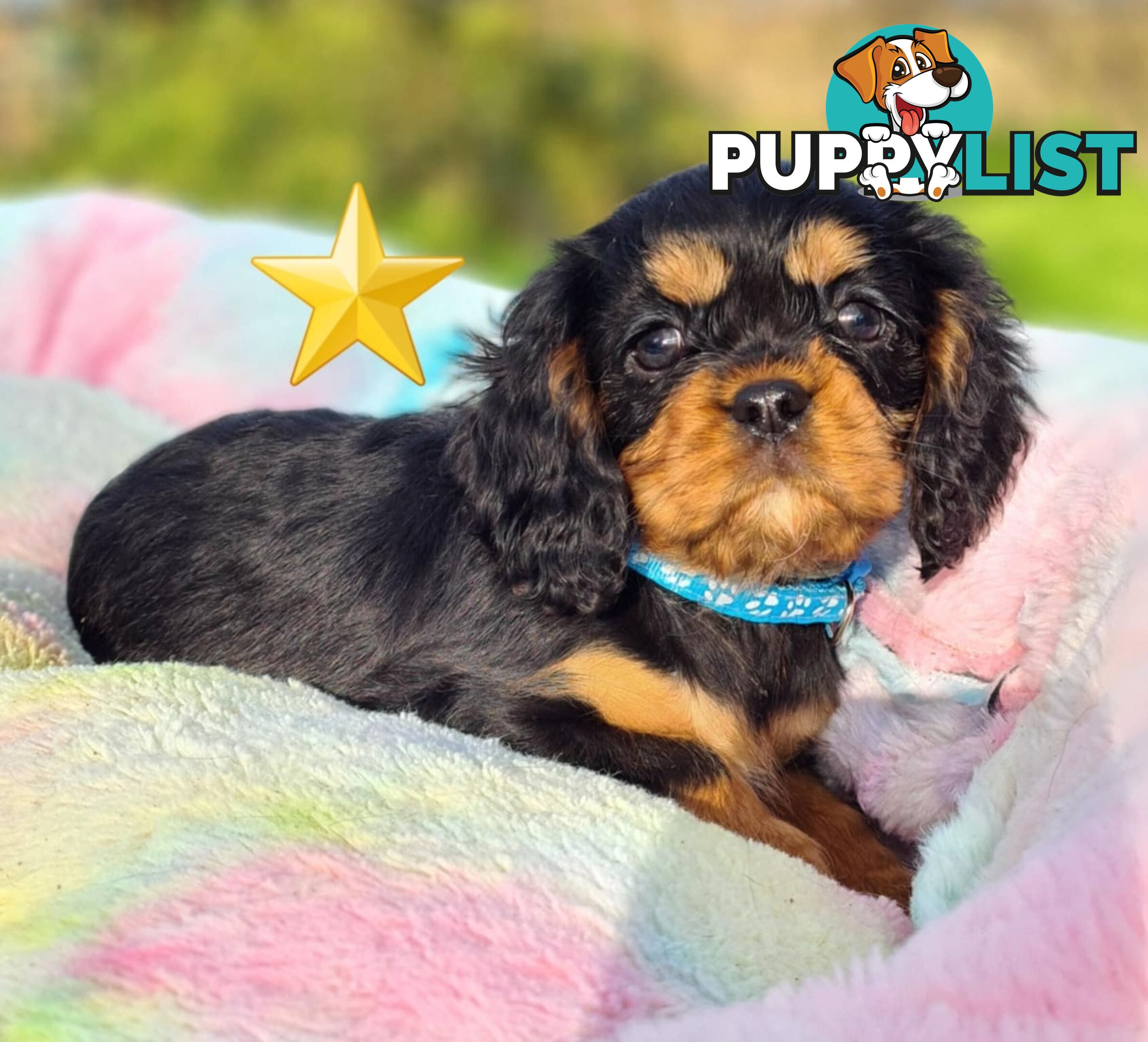 * CAVALIER KING CHARLES SPANIEL registered chocolate carrier female pups and 2 young adults *