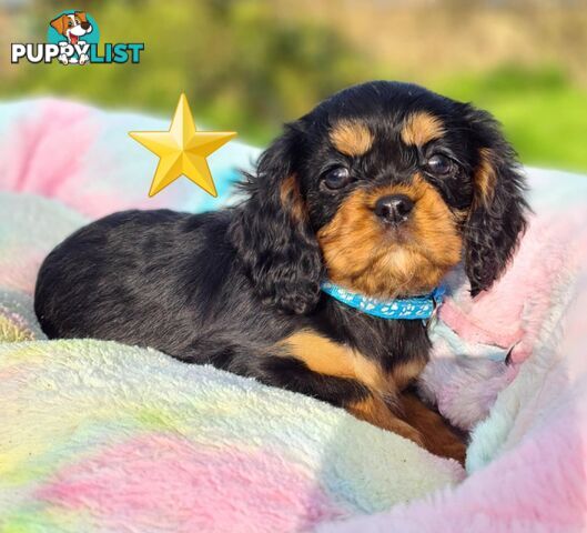 * CAVALIER KING CHARLES SPANIEL registered chocolate carrier female pups and 2 young adults *
