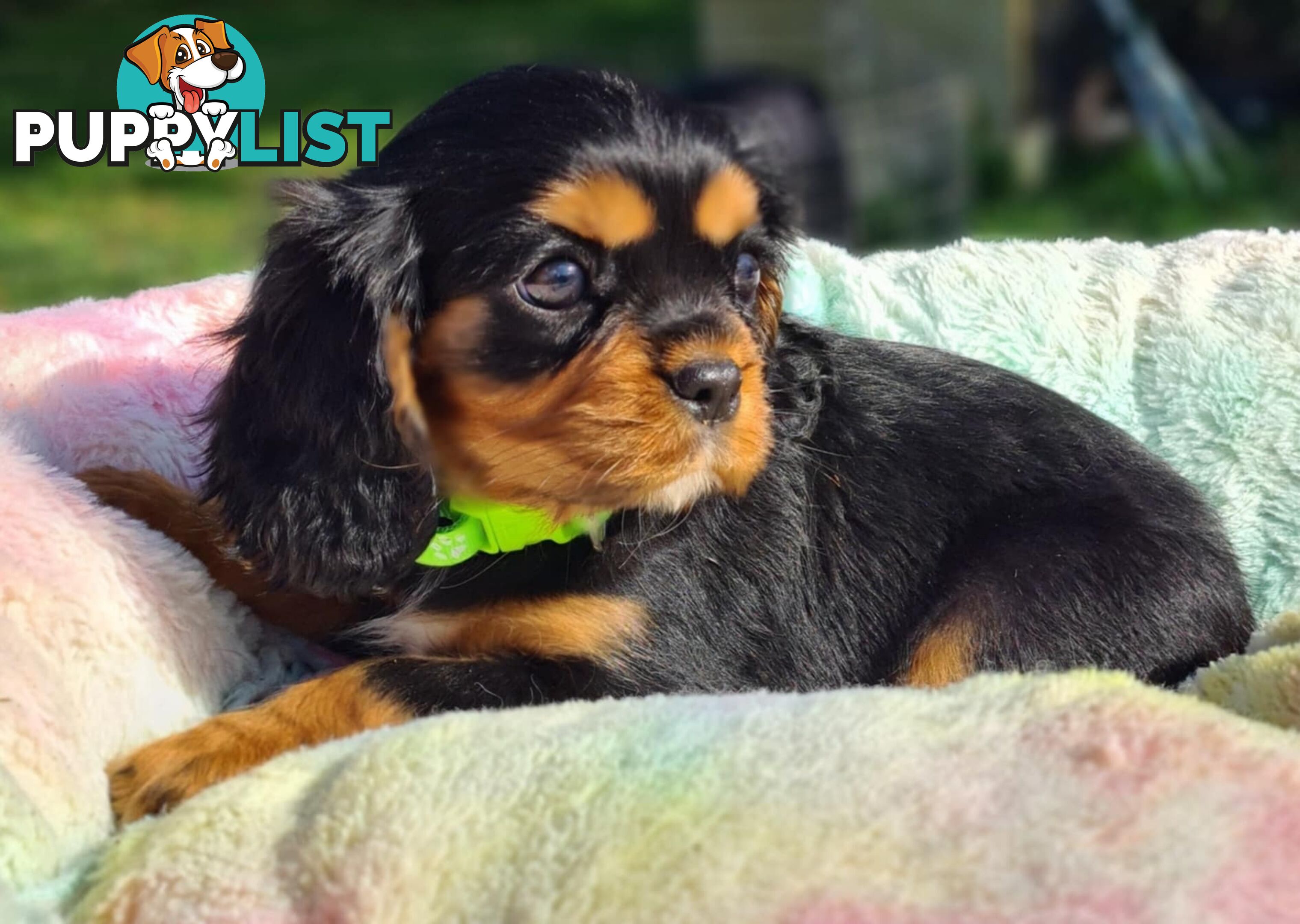 * CAVALIER KING CHARLES SPANIEL registered chocolate carrier female pups and 2 young adults *