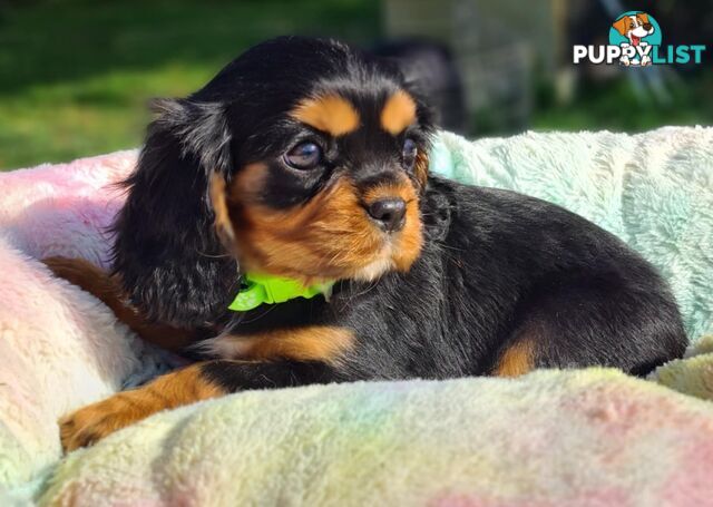 * CAVALIER KING CHARLES SPANIEL registered chocolate carrier female pups and 2 young adults *
