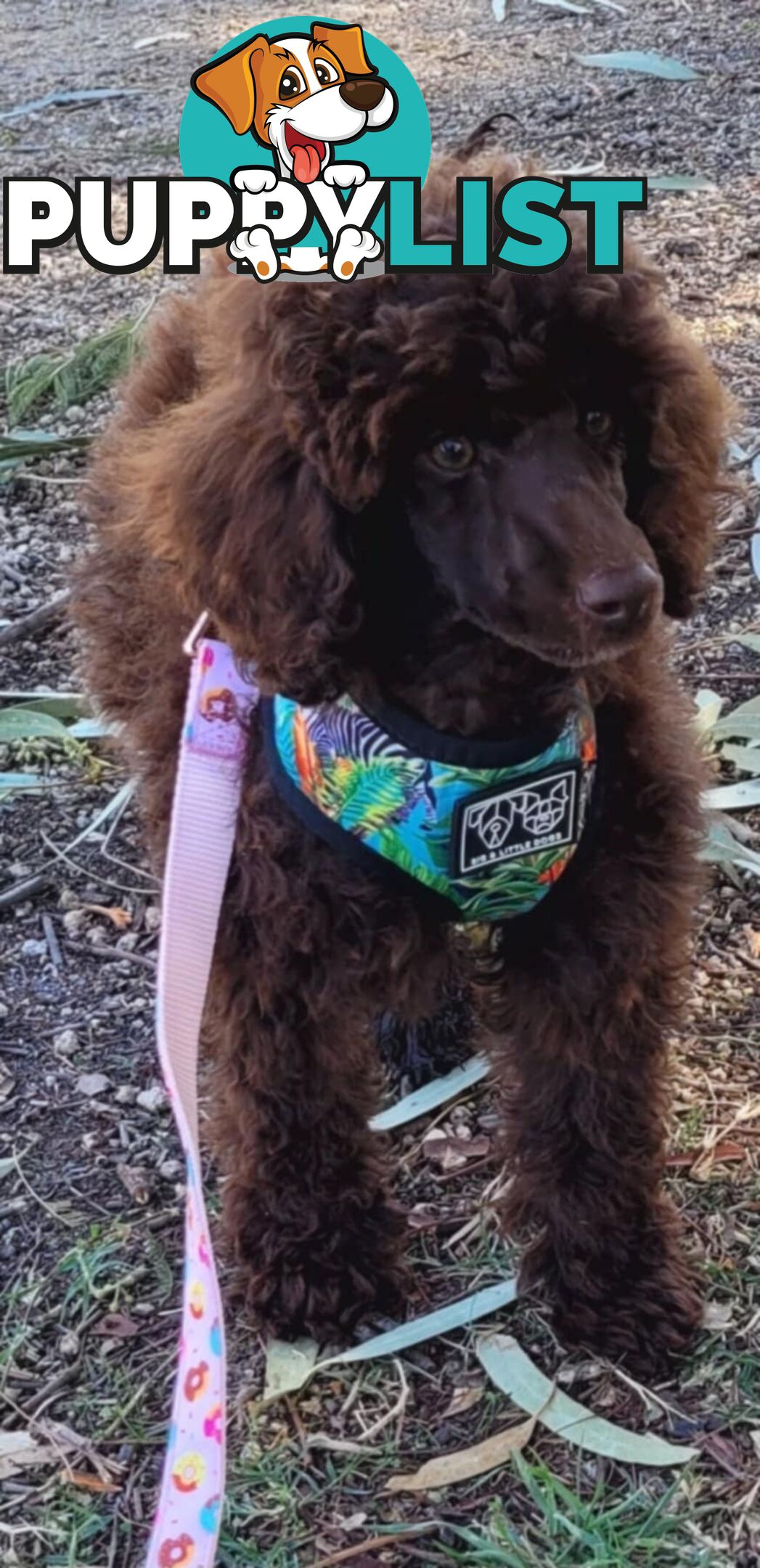 POODLES PUREBRED REG MDBA...Toy & Mini - Blue Phantom Merle, Brown, Apricot Merle Abstract, Red.