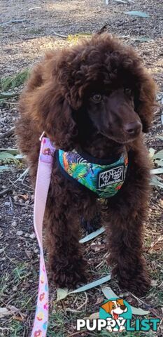 POODLES PUREBRED REG MDBA...Toy & Mini - Blue Phantom Merle, Brown, Apricot Merle Abstract, Red.
